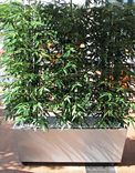 planters